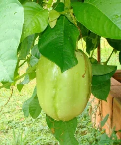 Yellow Passion Fruit Plant - 6-12 Inch Live Giant Passionfruit Vine - Edible
