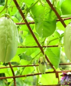 Yellow Passion Fruit Plant - 6-12 Inch Live Giant Passionfruit Vine - Edible