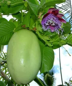 Yellow Passion Fruit Plant - 6-12 Inch Live Giant Passionfruit Vine - Edible