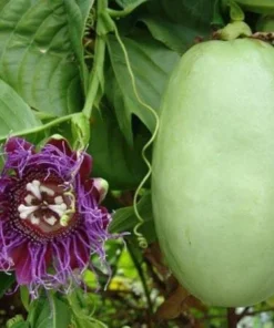 Yellow Passion Fruit Plant - 6-12 Inch Live Giant Passionfruit Vine - Edible