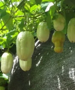 Yellow Passion Fruit Plant - 6-12 Inch Live Giant Passionfruit Vine - Edible