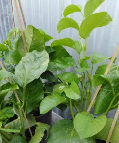 Yellow Passion Fruit Plant - 6-12 Inch Live Giant Passionfruit Vine - Edible