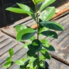 Yellow Strawberry Guava Tree 1ft / 2ft - Tropical Fruit Plant for Gardens