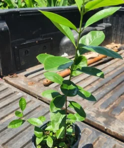 Yellow Strawberry Guava Tree 1ft / 2ft - Tropical Fruit Plant for Gardens