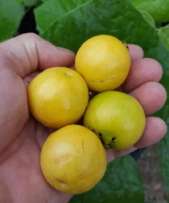 Yellow Strawberry Guava Tree 1ft / 2ft - Tropical Fruit Plant for Gardens