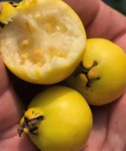 Yellow Strawberry Guava Tree 1ft / 2ft - Tropical Fruit Plant for Gardens