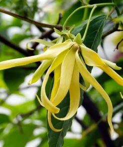 Ylang-Ylang Tropical Live Tree 1-2 ft – Fragrant Flower Plant - Decorative Plant