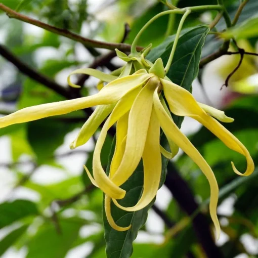 Ylang-Ylang Tropical Live Tree 1-2 ft – Fragrant Flower Plant - Decorative Plant