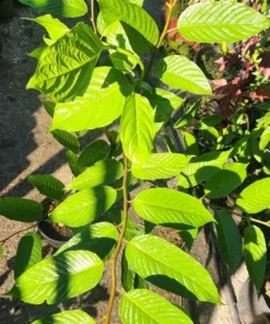 Ylang-Ylang Tropical Live Tree 1-2 ft – Fragrant Flower Plant - Decorative Plant