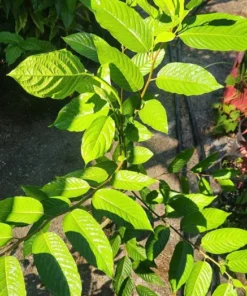 Ylang-Ylang Tropical Live Tree 1-2 ft – Fragrant Flower Plant - Decorative Plant