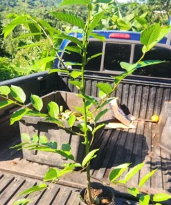 Ylang-Ylang Tropical Live Tree 1-2 ft – Fragrant Flower Plant - Decorative Plant