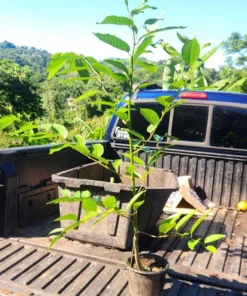 Ylang-Ylang Tropical Live Tree 1-2 ft – Fragrant Flower Plant - Decorative Plant