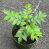 Live Curry Leaf Tree 12-16 Inches Fresh Herb Plant for Indoor & Outdoor