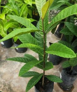 Loquat Trees Live Plant, Live Loquat Tree, Golden Loquat Plant Live, 1 to 2 Feet in Height, Loquat Tree for Planting Indoor Outdoor
– Tropical Fruit Tree