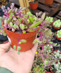 ruby necklace | 2in and 4in pot