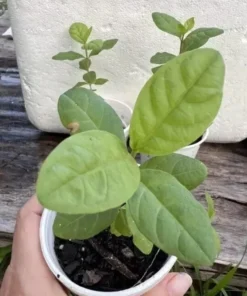 1 Guava Fruit Tree Planting Exotic and Delicious Tropical Fruit 4”-8” Plant