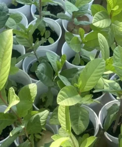 1 Guava Fruit Tree Planting Exotic and Delicious Tropical Fruit 4”-8” Plant