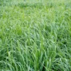 1 Lb Switchgrass Seeds Native Tall Grass Prairie Ornamental Perennial Pound - Grass Seeds For Lawn
