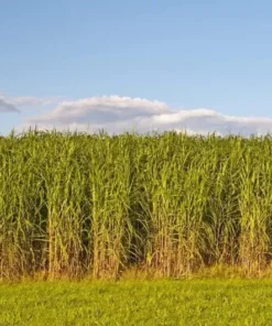 1 Lb Switchgrass Seeds Native Tall Grass Prairie Ornamental Perennial Pound - Grass Seeds For Lawn