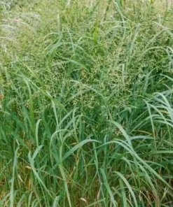 1 Lb Switchgrass Seeds Native Tall Grass Prairie Ornamental Perennial Pound - Grass Seeds For Lawn