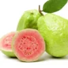 1 Pink Guava Fruit Tree Planting Exotic Delicious Tropical Fruit 4”-8”Plant