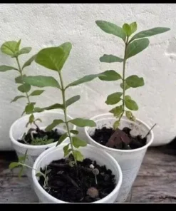 1 Pink Guava Fruit Tree Planting Exotic Delicious Tropical Fruit 4”-8”Plant