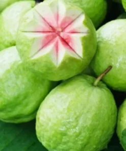 1 Pink Guava Fruit Tree Planting Exotic Delicious Tropical Fruit 4”-8”Plant