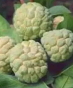 1 Sugar Apple Na Dai( Mãng Cầu Dai) 12”-18”Live Seed Tree-Asian Plant Collection