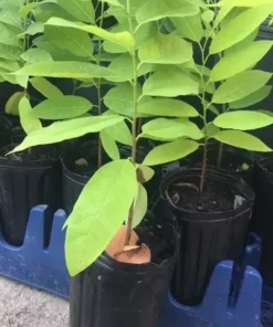 1 Sugar Apple Na Dai( Mãng Cầu Dai) 12”-18”Live Seed Tree-Asian Plant Collection