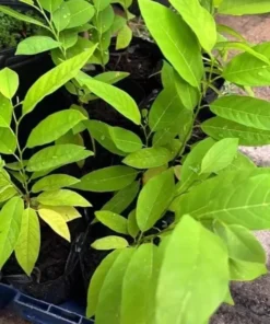 1 Sugar Apple Na Dai( Mãng Cầu Dai) 12”-18”Live Seed Tree-Asian Plant Collection