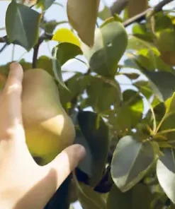 10 Bartlett Pear Tree Seeds (Pyrus communis) Sweet Edible Fruits,