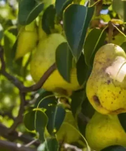 10 Bartlett Pear Tree Seeds (Pyrus communis) Sweet Edible Fruits,