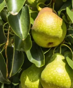10 Bartlett Pear Tree Seeds (Pyrus communis) Sweet Edible Fruits,