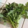10 Beauregard Sweet potato Plants / Slips - Cuttings - Organically Grown - Khoai