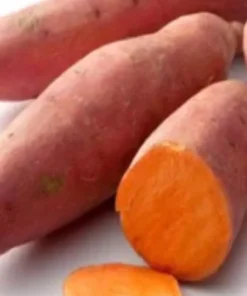 10 Beauregard Sweet potato Plants / Slips - Cuttings - Organically Grown - Khoai