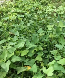 10 Beauregard Sweet potato Plants / Slips - Cuttings - Organically Grown - Khoai