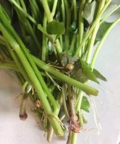 10 Beauregard Sweet potato Plants / Slips - Cuttings - Organically Grown - Khoai