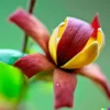 10 Carolina Allspice Planting Seeds: Sweetshrub, Spice Bush Calycanthus floridus
