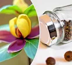 10 Carolina Allspice Planting Seeds: Sweetshrub, Spice Bush Calycanthus floridus