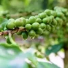 10 DWARF Arabica Coffee Plant Seeds | (Coffea catura) Indoor Coffee Bean Tree