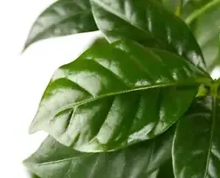 10 DWARF Arabica Coffee Plant Seeds | (Coffea catura) Indoor Coffee Bean Tree