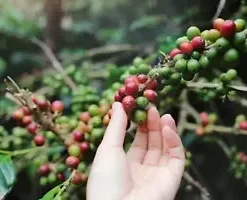 10 DWARF Arabica Coffee Plant Seeds | (Coffea catura) Indoor Coffee Bean Tree