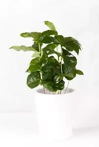 10 DWARF Arabica Coffee Plant Seeds | (Coffea catura) Indoor Coffee Bean Tree