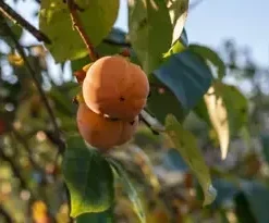 10 Date Plum Persimmon Flowering Fruit Tree Seeds (Diospyros lotus),