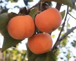 10 Date Plum Persimmon Flowering Fruit Tree Seeds (Diospyros lotus),