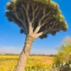 10 Draco Dragon Tree Seeds (Dracaena draco)