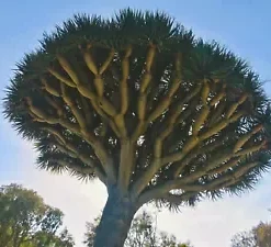 10 Draco Dragon Tree Seeds (Dracaena draco)
