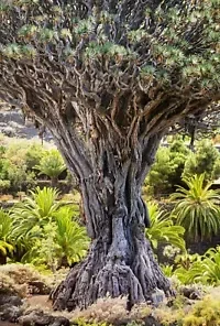 10 Draco Dragon Tree Seeds (Dracaena draco)