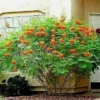 10 Dwarf Poinciana Seeds RED BIRD OF PARADISE, MEXICAN (C. pulcherrima)