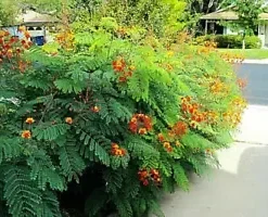 10 Dwarf Poinciana Seeds RED BIRD OF PARADISE, MEXICAN (C. pulcherrima)